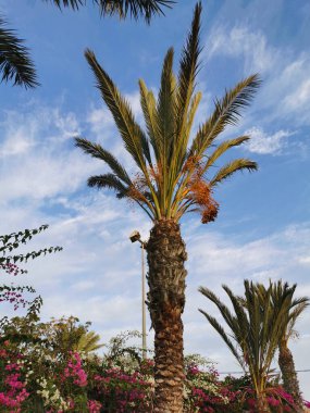 Protaras. Famagusta bölgesi. Kıbrıs. Protaras caddesinde olgun turuncu hurmalarla dolu güzel bulutlu mavi bir gökyüzüne karşı..