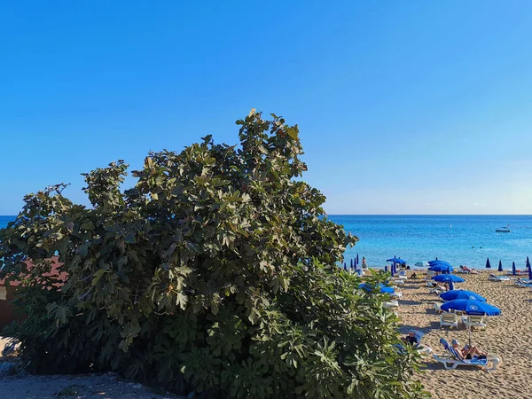 Protaras Cipro Fico Con Fichi Verdi Sulla Spiaggia Fig Tree — Foto Stock