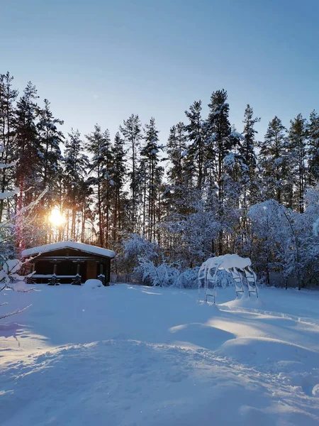 Protaras Här Cypern Ett Fikonträd Med Gröna Fikon Stranden Fig — Stockfoto