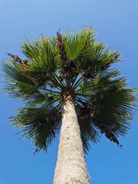 Protaras. Famagusta bölgesi. Kıbrıs. Mavi bulutlara karşı küçük siyah meyveleri olan bir palmiye ağacının alt görüntüsü