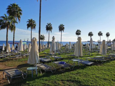 Protaras 'ta Kıbrıs' ta sabah. Yığılmış güneş şezlongları, yuvarlak masalar ve kapalı güneş şemsiyeleri deniz kıyısındaki çimlerin üzerinde duruyor, mavi gökyüzüne karşı bir palmiye ağacı etrafında.