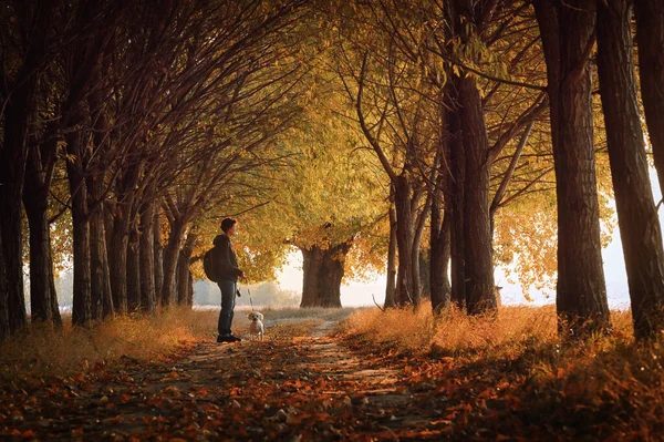 Woman Maltese Dog Path Autumn Sunset — Stock Photo, Image