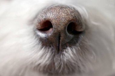 Stüdyoda Beyaz Malta Köpeğinin Kapalı Burnu