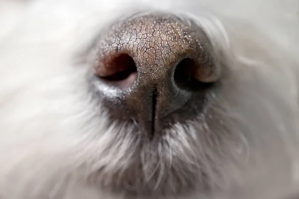 Closeup Nose White Maltese Dog Studio — Stock Photo, Image