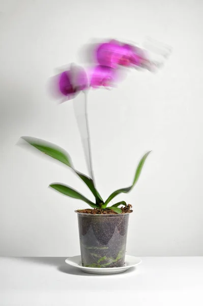Abstract Long Exposure Movement Phalaenopsis Orchid Grower Pot — Stock Photo, Image
