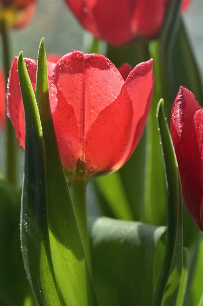 Close Red Tulip Garden Natural Background — Stok fotoğraf