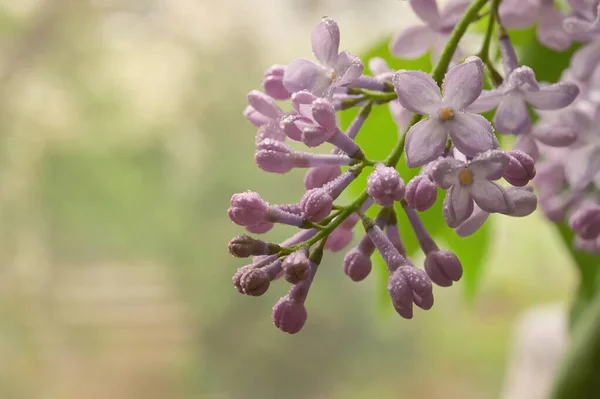 Närbild Lilac Lila Och Droppar Spring Garden — Stockfoto