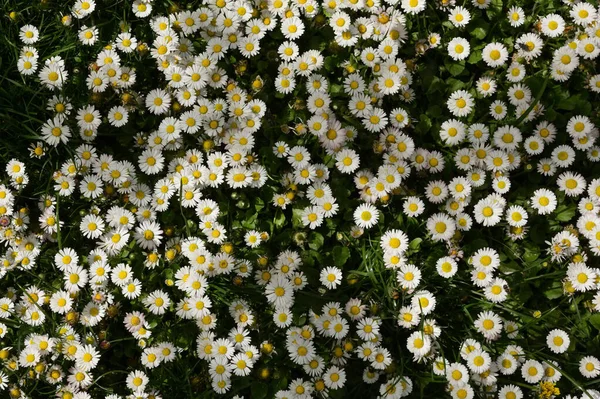 Closeup Annual Daisies Bellis Annua Meadow — Fotografia de Stock