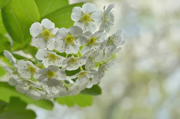 Květiny Spiraea Vanhouttei Nebo Svatební Věnec Květiny — Stock fotografie