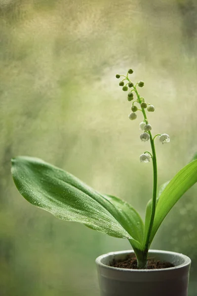 Closeup Lily Valley Convallaria Majalis — Zdjęcie stockowe