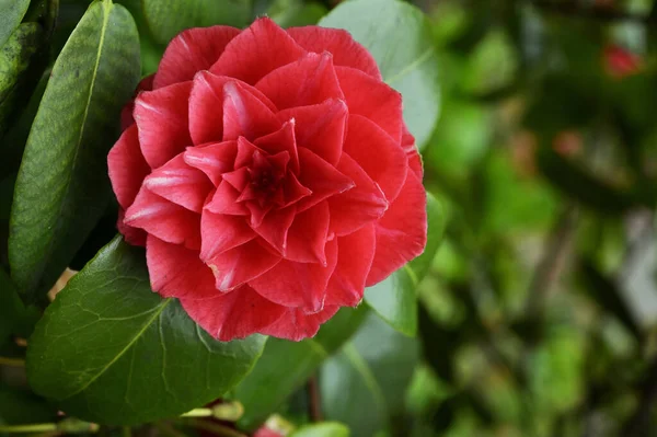Närbild Camellia Japonica Eller Vanlig Kamelia — Stockfoto