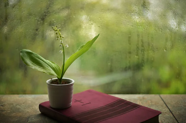 Βροχερή Άνοιξη Lily Valley Flower Στη Βίβλο — Φωτογραφία Αρχείου
