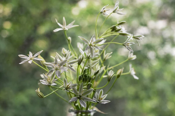 Primeros Planos Flores Blancas Ornithogalum Umbellatum Estrella Belén — Foto de Stock