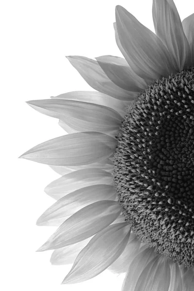 Black White Details Sunflower Studio — Stockfoto