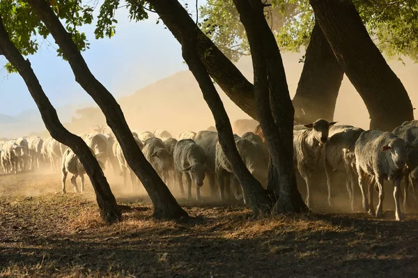Kozy Ovce Silnici Řecku Rumunsko Létě Sucho — Stock fotografie