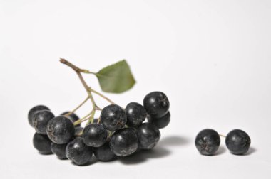 Closeup Black Chokeberry Berries Aronia Melanocarpa on White Background