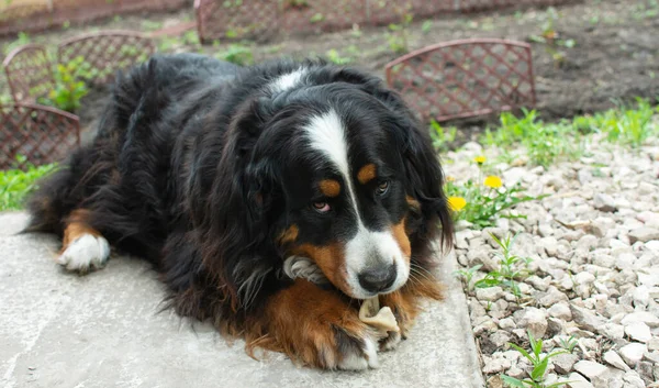 Hunden ligger bredvid gula blommor och gnager ett ben — Stockfoto
