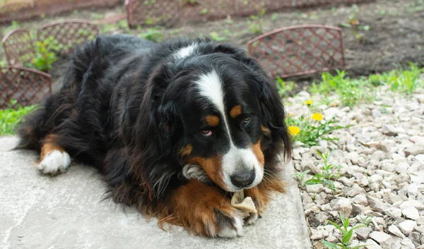 Köpek sarı çiçeklerin yanına uzanır ve bir kemiği kemirir. — Stok fotoğraf