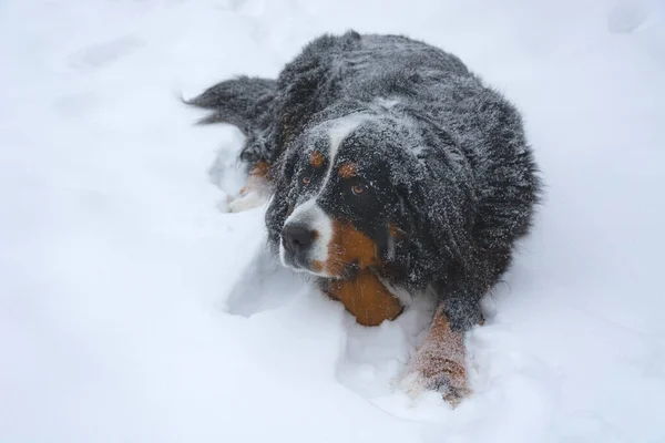 Bernese mountain dog lies in the snow — Stock Photo, Image