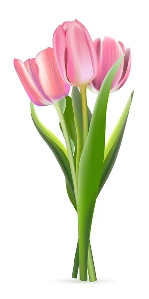 Группа розовых тюльпанов на белом фоне. Реалистичная весенняя красочная векторная иллюстрация цветов. Цветочные декоративные растения с лепестками и зелеными листьями в цвету — стоковый вектор