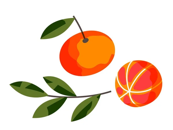 New Year oranges set. Traditional fruit for celebrating winter holidays vector illustration. Cut and whole orange with green branch of leaves isolated on white background — Vetor de Stock
