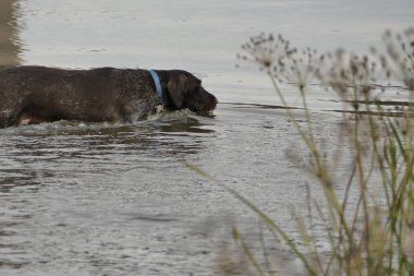 Alman kanından köpek avlamak Drahthaar, doğadaki bir gölde ördek avlamak. Yüksek kalite fotoğraf