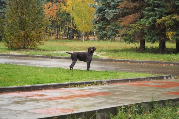 Hunting Dog German Breed Drathaar Autumn Outdoors Park High Quality — Stock Photo, Image