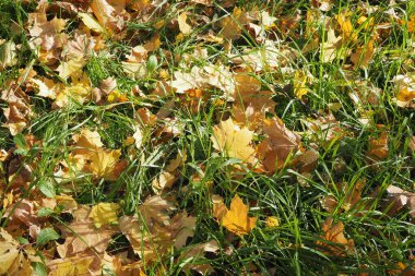 Sonbahar arkaplanı. Yeşil çimlere düşmüş sarı yapraklar. Yüksek kalite fotoğraf