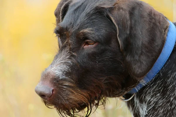 Portret Snuit Van Een Jachthond Van Het Duitse Ras Drathaar — Stockfoto