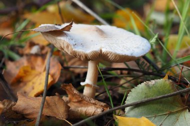 Sonbaharda, açık havada yaprakların altında orman mantarları. Yüksek kalite fotoğraf