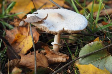 Sonbaharda, açık havada yaprakların altında orman mantarları. Yüksek kalite fotoğraf