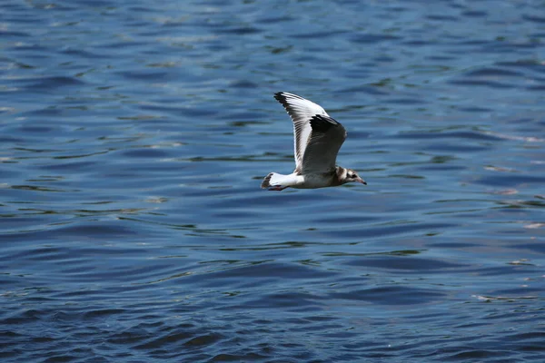 Die Weiße Möwe Fliegt Über Das Meer Oder Den Fluss — Stockfoto