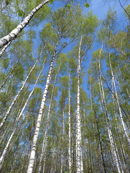 Ліс Птахи Блакитному Небі Білими Хмарами Бірч Гроув Фотографія Високої — стокове фото