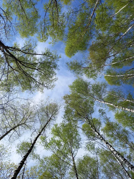 Ліс Птахи Блакитному Небі Білими Хмарами Бірч Гроув Фотографія Високої — стокове фото
