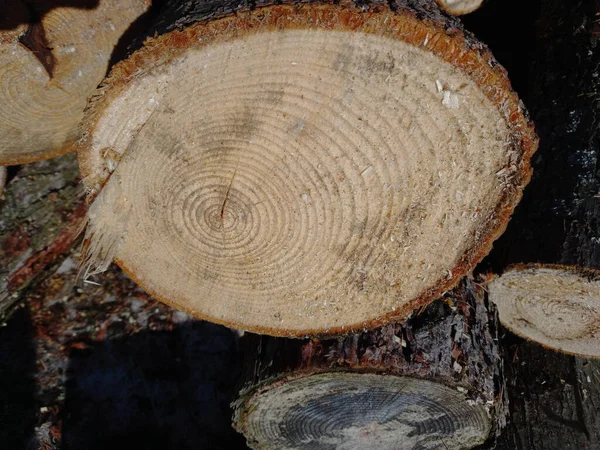 Lareira Seca Natural Uma Pilha Lenha Foto Alta Qualidade — Fotografia de Stock