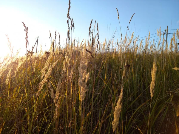 Herbstlandschaft Ein Feld Mit Trockenem Gras Und Weizenstacheln Hochwertiges Foto — Stockfoto