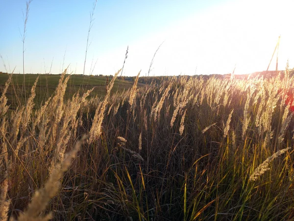 Jesienny Krajobraz Pole Suchą Trawą Kolcami Pszenicy Wysokiej Jakości Zdjęcie — Zdjęcie stockowe