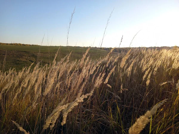 Herbstlandschaft Ein Feld Mit Trockenem Gras Und Weizenstacheln Hochwertiges Foto — Stockfoto