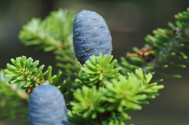 Külahlı yeşil Noel ağacı. Vahşi yaşamın makrofotoğrafçılığı. Yüksek kalite fotoğraf