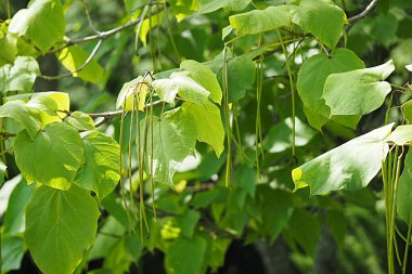 Botanik bahçesi, nadir bulunan bitkiler ve ağaçlar. Yüksek kalite fotoğraf