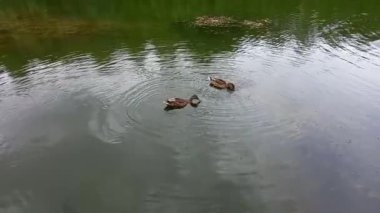 Vahşi hayatta vahşi ördekler, gölde yüzmek. Yüksek kaliteli FullHD görüntüler