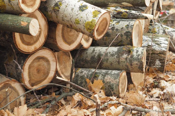 Silvicultura Deforestación Obtención Madera Industria Maderera Ecología Protección Forestal Foto — Foto de Stock
