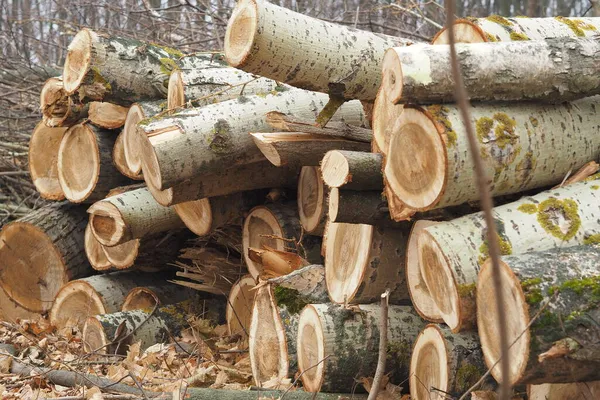 Foresterie Déforestation Obtention Bois Industrie Forestière Ecologie Protection Des Forêts — Photo