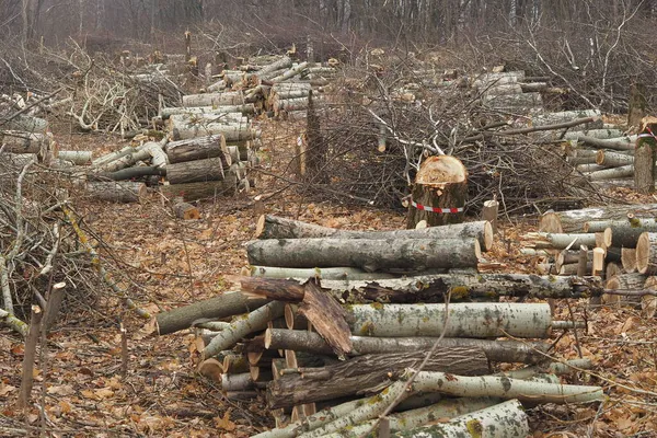 Лесное Хозяйство Вырубка Лесов Получение Древесины Деревообрабатывающая Промышленность Экология Защита — стоковое фото