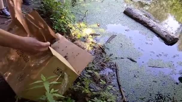 動物の権利活動家はカエルを開放的な貯水池に放出します 高品質のフルHd映像 — ストック動画