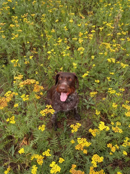 Jakt Hund Den Tyska Rasen Drathaar Sommaren Fält Högkvalitativt Foto — Stockfoto