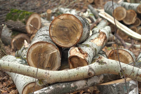 Лесное хозяйство. Вырубка лесов, получение древесины. Деревообрабатывающая промышленность. Экология и защита лесов. — стоковое фото