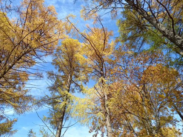 Őszi Táj Sárga Fák Kék Ellen Napsütéses Időben Kiváló Minőségű — Stock Fotó