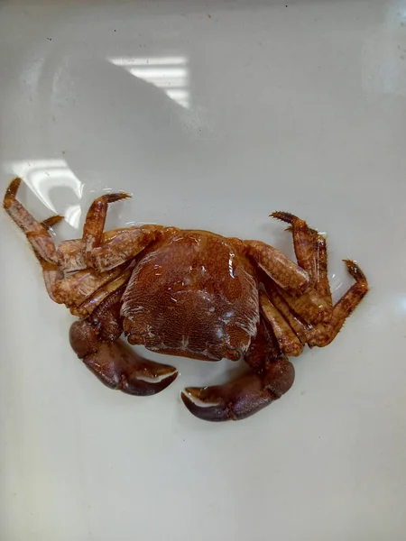 Sea Crab White Background Isolated Close High Quality Photo — Stock Photo, Image