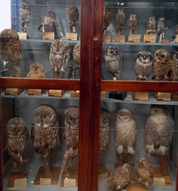 Zooloji Müzesi, hayvan doldurma. Doldurulmuş hayvan yapmak. Yüksek kalite fotoğraf